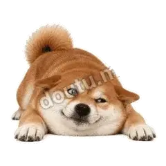 别不要我 - 欠欠柴犬抓拍版表情