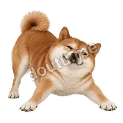 你说了算 - 欠欠柴犬抓拍版表情
