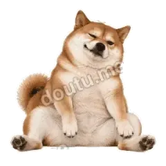 还要我咋样 - 欠欠柴犬抓拍版表情