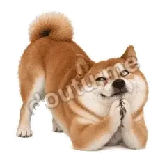 求你了嘛 - 欠欠柴犬抓拍版表情