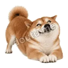 给个机会 - 欠欠柴犬抓拍版表情