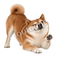 汪汪待命 - 欠欠柴犬抓拍版表情