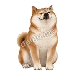欠欠柴犬抓拍版