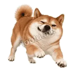 这就来啦 - 欠欠柴犬抓拍版表情