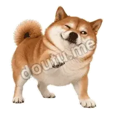 理理我呗 - 欠欠柴犬抓拍版表情