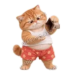拽拽橘猫